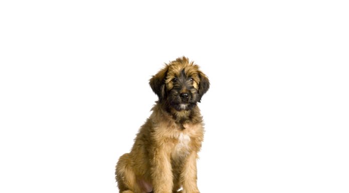 Briard