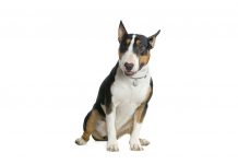 Bull terrier