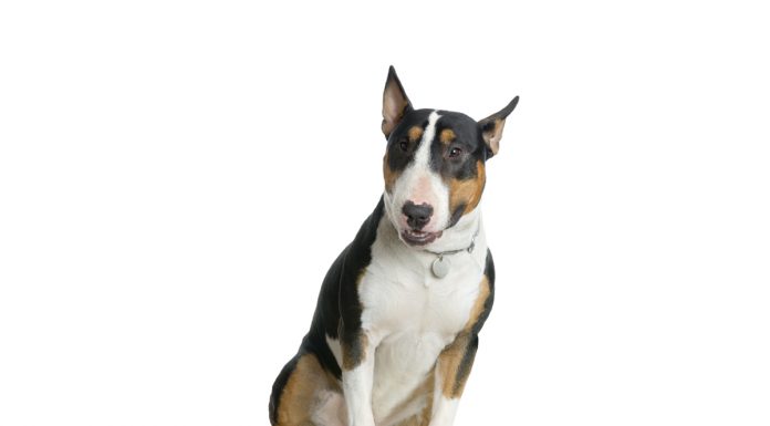 Bull terrier