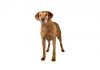 Chesapeak bay retriever