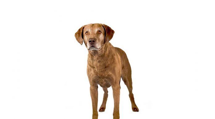 Chesapeak bay retriever