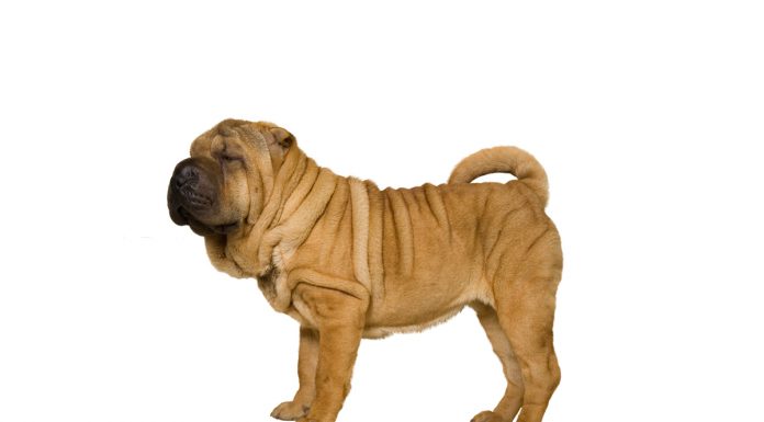 Chinese Sharpei