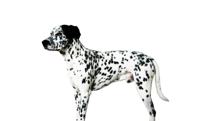 Dalmatian