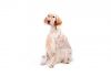 English setter