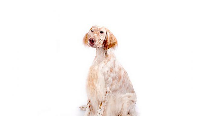English setter