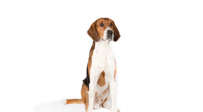 English foxhound