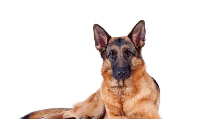 German shepherd