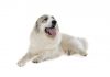 Great pyrenees