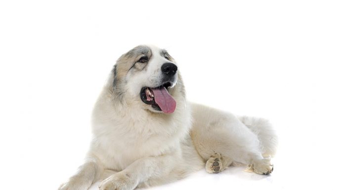 Great pyrenees