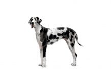 Great Dane