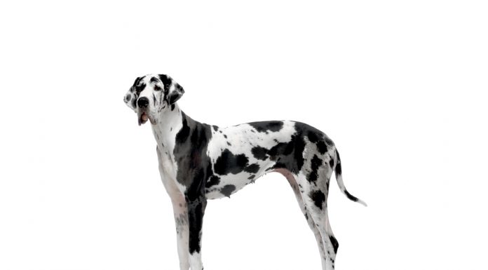 Great Dane