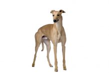 Greyhound