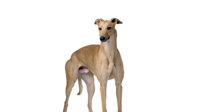 Greyhound