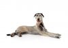 Irish wolfhound