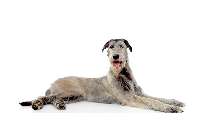 Irish wolfhound
