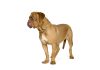 Bull mastiff