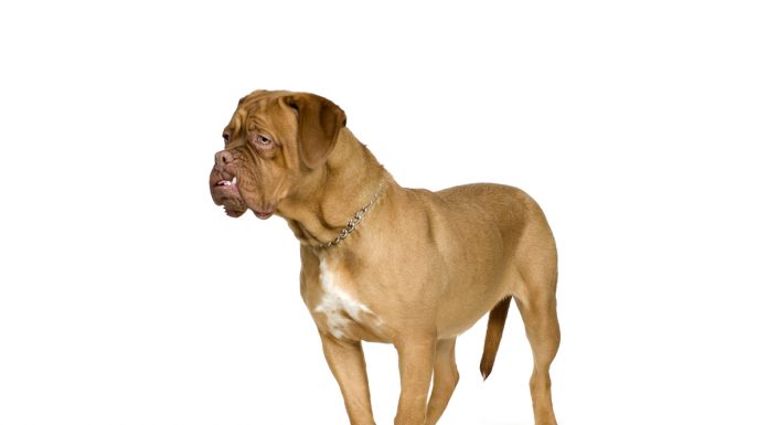 Bull mastiff
