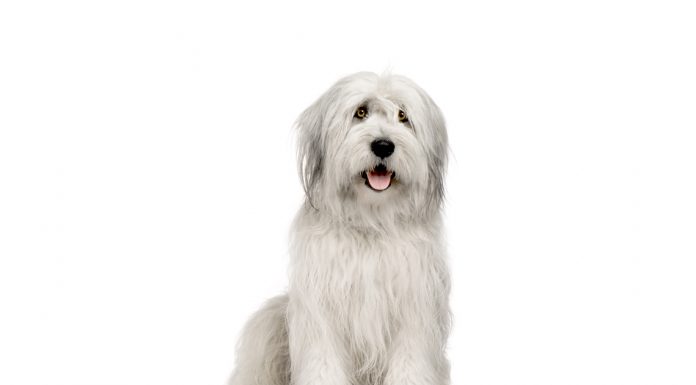 Old english sheepdog