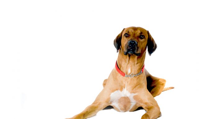 Rhodesian ridgeback