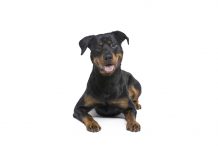 Rottweiler