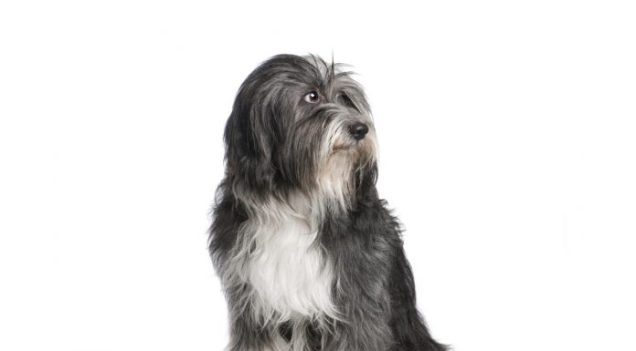 Tibetan terrier