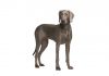 Weimaraner