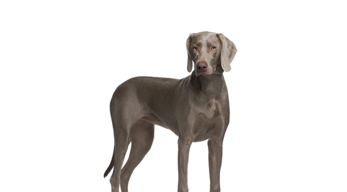 Weimaraner