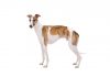 Whippet