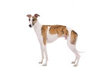 Whippet