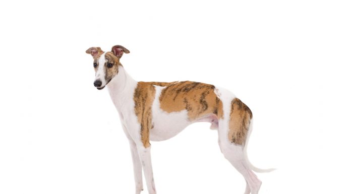 Whippet