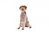 German wirehaired pointer