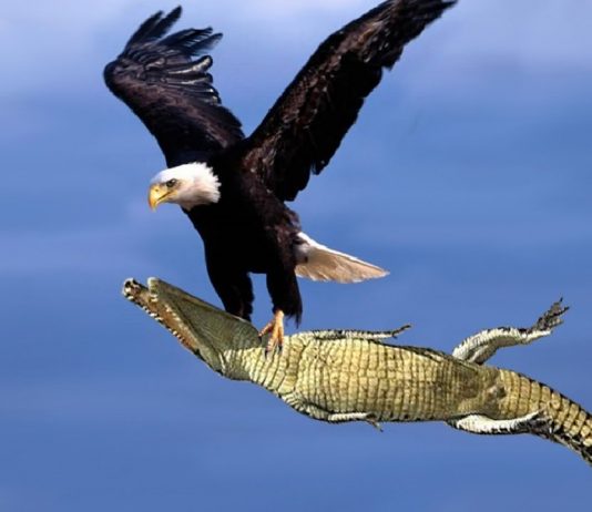 Most Amazing Moments Of Wild Animal Fights!