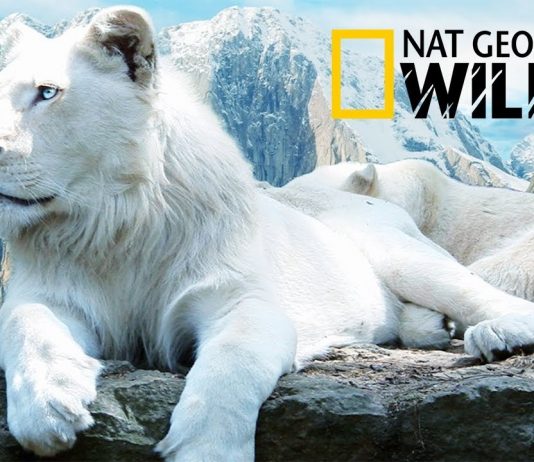 The Rare and Exotic Animals