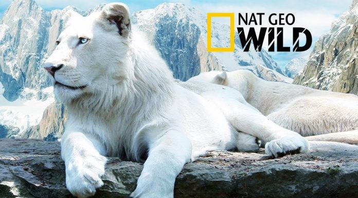 The Rare and Exotic Animals