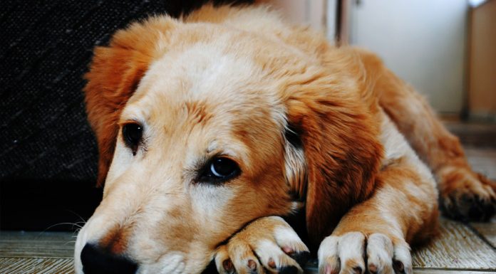 Τα Ωμέγα 6 και Ωμέγα 3 λιπαρά οξέα που υπάρχουν στο δέρμα