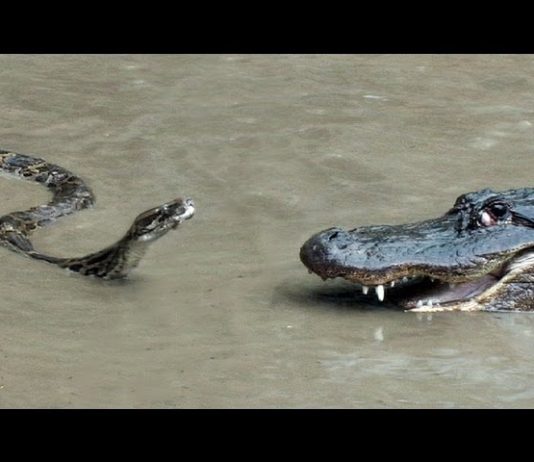 Πύθωνας εναντίον αλιγάτορα