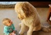 FUN CHALLENGE: Try NOT to laugh – Funny & cute dogs and kids