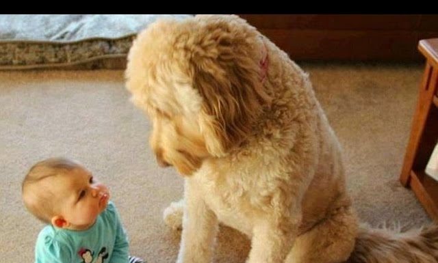 FUN CHALLENGE: Try NOT to laugh – Funny & cute dogs and kids