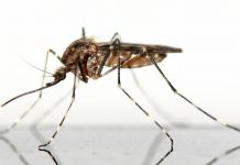 Λεϊσμανίαση