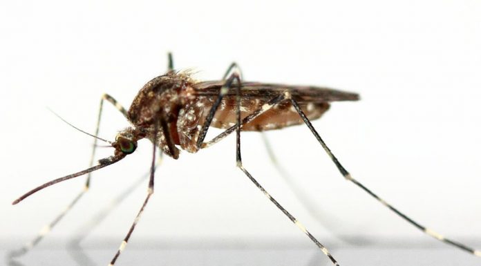 Λεϊσμανίαση