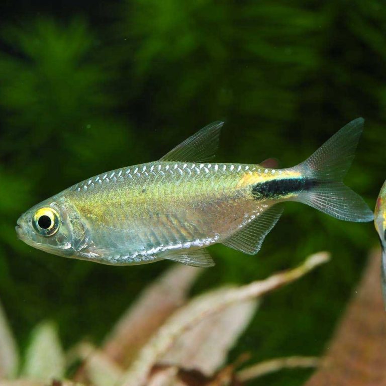 Brycinus longipinnis Pets and Vets