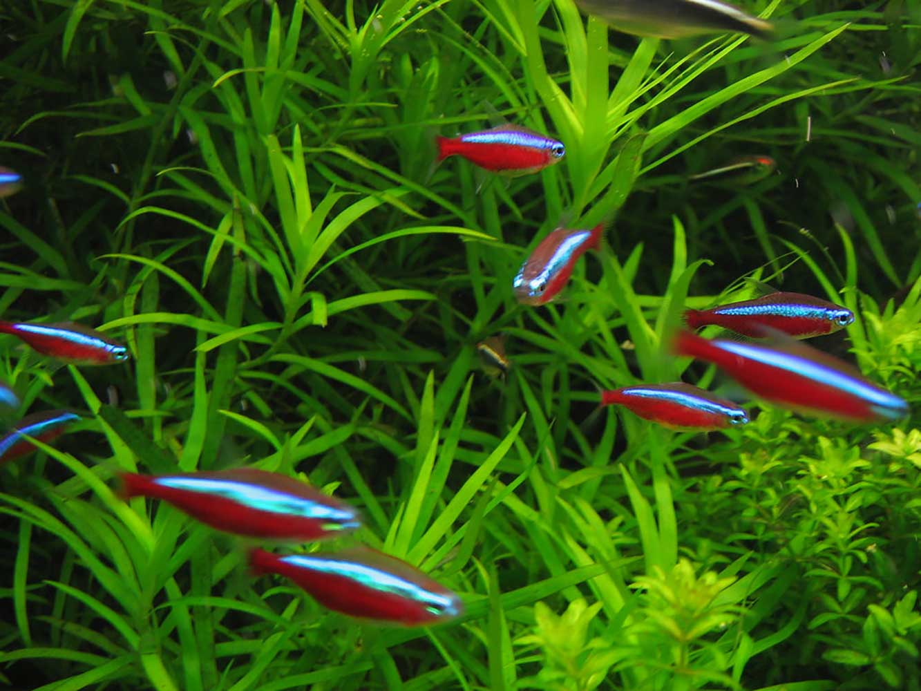 Paracheirodon axelrodi - Pets and Vets