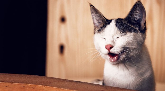 Αλλεργία στις γάτες