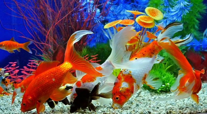 Τα είδη τροφών των ψαριών