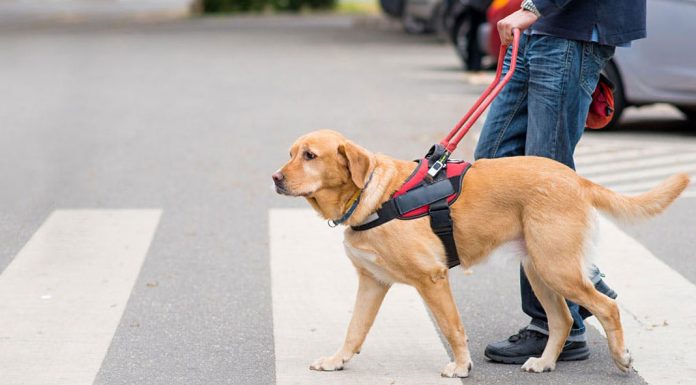 Κέντρο Εκπαίδευσης και Ανάπτυξης Σκύλων Οδηγών Τυφλών