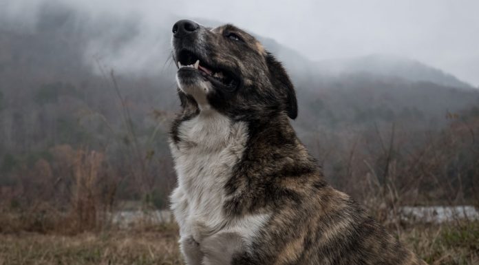 Υπερβολικό γάβγισμα