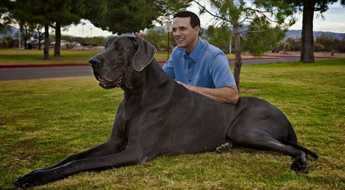 Ζώα και ρεκόρ Guinness