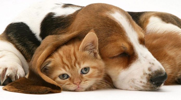 Σκύλος έγινε δωρητής αίματος για να σώσει γάτα που πέθαινε από ποντικοφάρμακο.