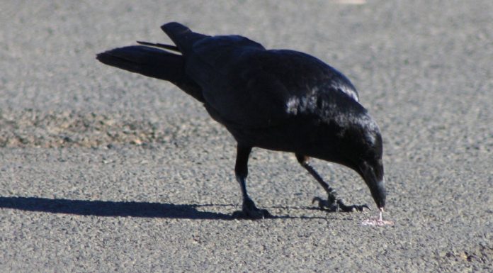 Τσίκλα – Η επικίνδυνη λιχουδιά