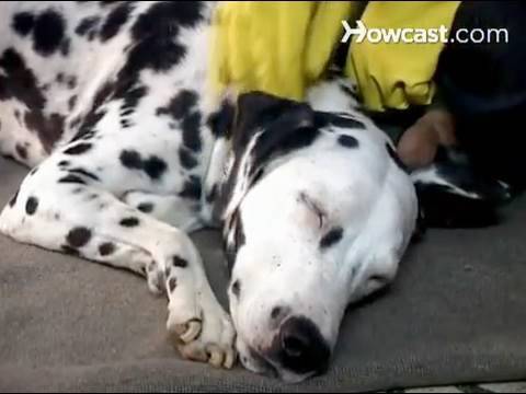 Πως να καθαρίσετε τα αυτιά του σκύλου σας